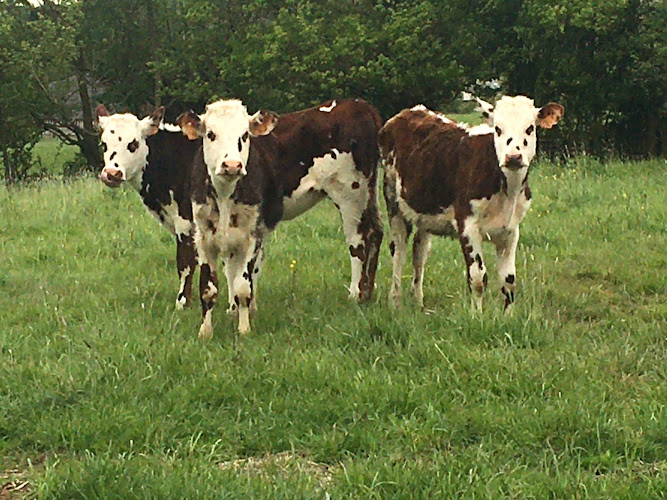 Ferme de l’Instière — Camembert fermier bio et dégustation — Camembert