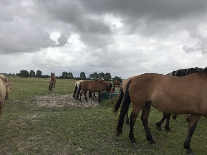 Espace Équestre Henson-Marquenterre — Balade à cheval — Saint-Quentin-en-Tourmont