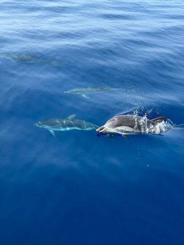Observation dauphins Nage Animaux Marins Bateau Annett — Observation de dauphins et baleines en mer — Mandelieu-la-Napoule