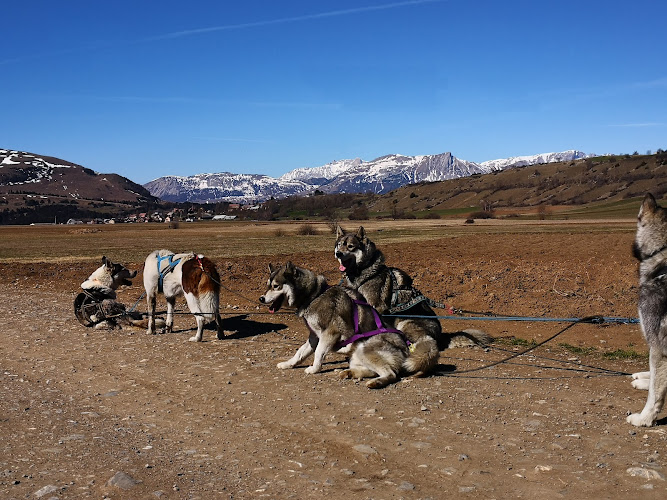 Travel Dog Ancelle - Chiens de traineau — Cani-Rando — Forest-Saint-Julien