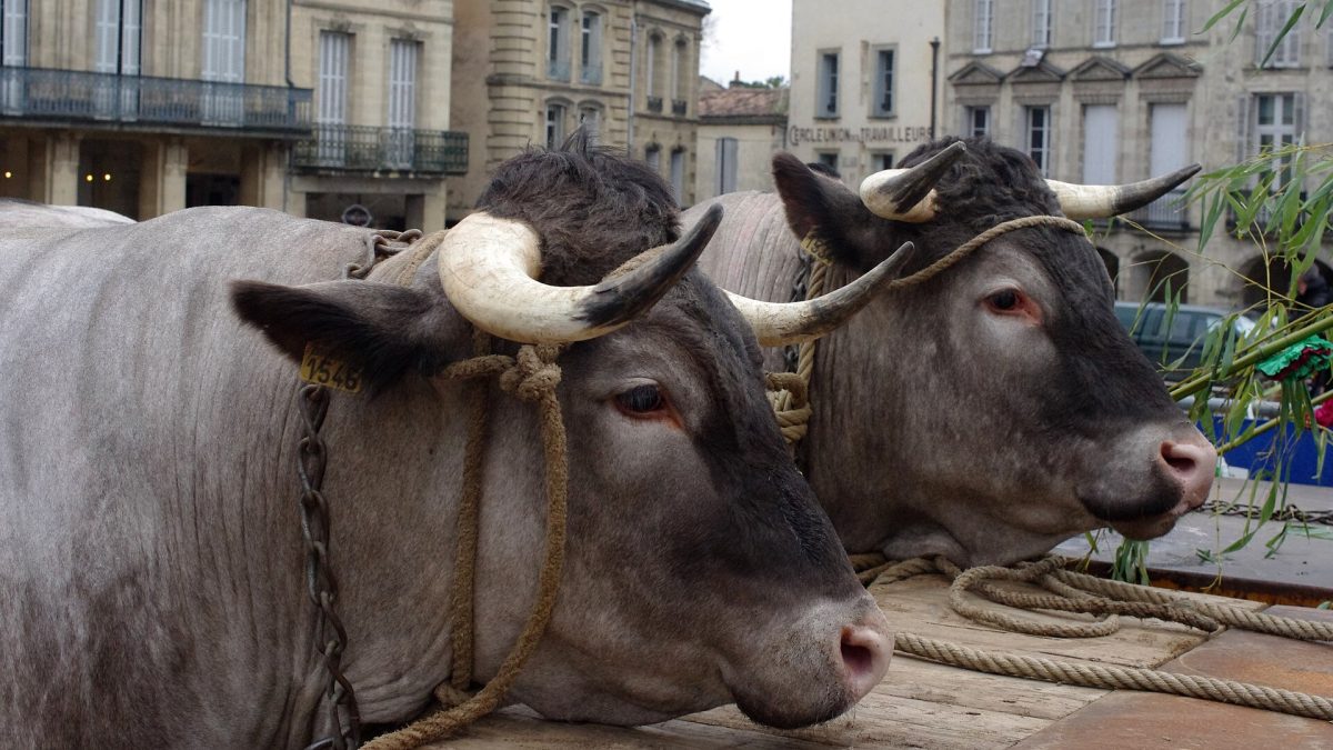 Fête des Bœufs Gras de Bazas - défilé de la race bazadaise devant la cathédrale - Festivals - Bazas