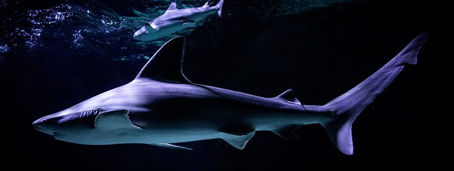 Océarium du Croisic — Visiter un Aquarium — Le Croisic