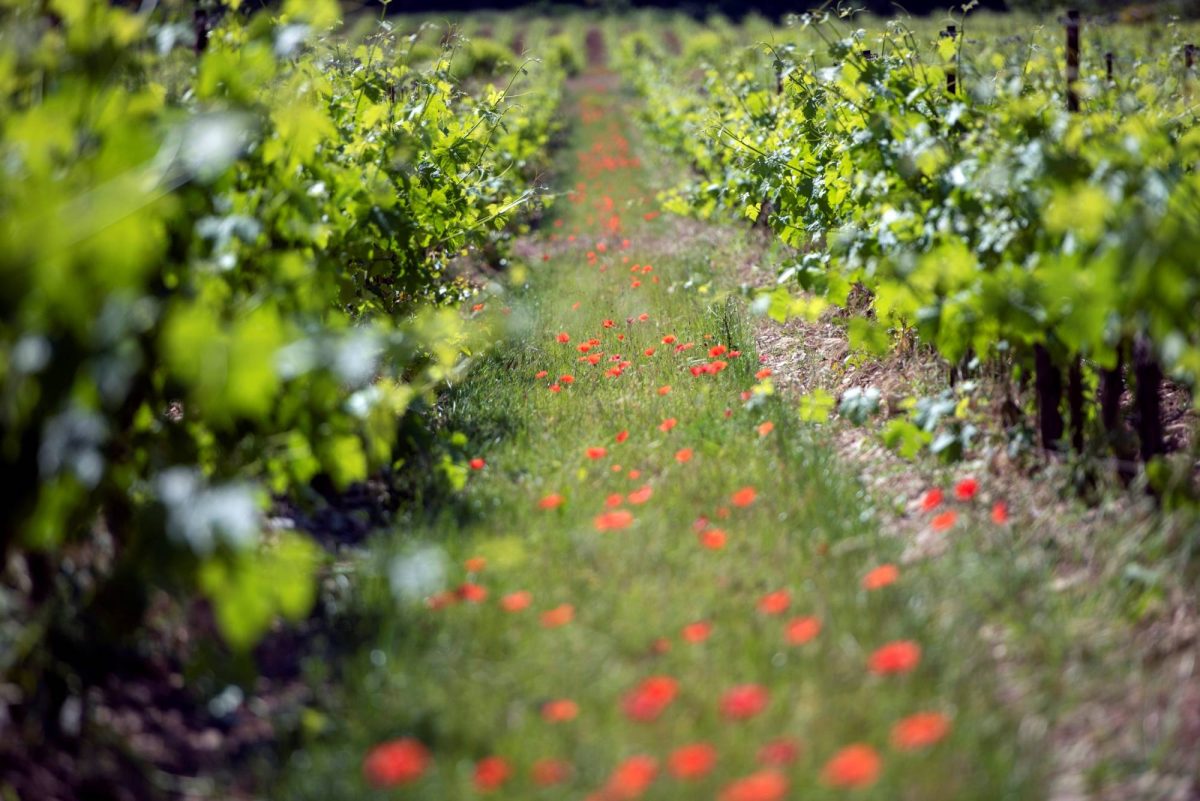 Château Saint Jean lez Durance — Découverte des terroirs et vignobles & dégustations — Manosque