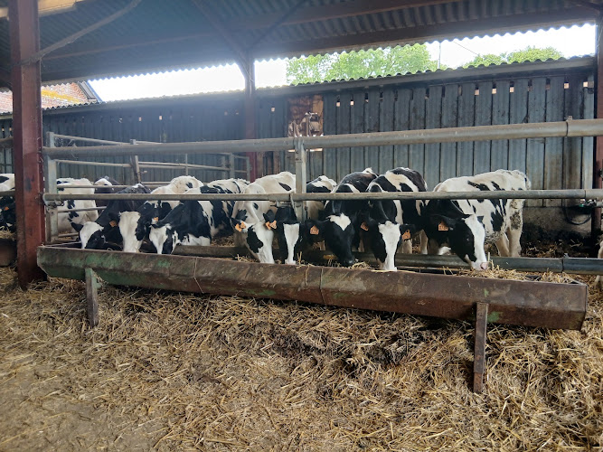 La Vache de Louvicamp — traite et goûter fermier en Pays de Bray — Mesnil-Mauger