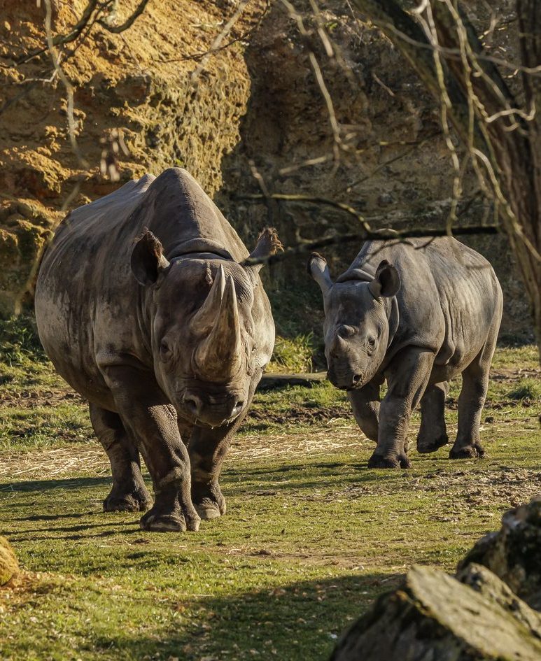 Bioparc de Doué la Fontaine — Visite d'un Zoo / Parc zoologique — Doué-en-Anjou