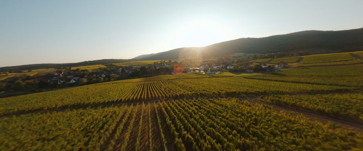 Cave Vinicole de Cleebourg — Découverte des terroirs et vignobles & dégustations — Cleebourg