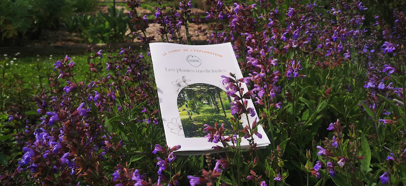 Cueillette et cuisine sauvage avec François Thévenon à Milly-la-Forêt — Cours de Cuisine avec Chef Professionnel — Milly-la-Forêt