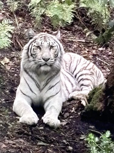 Zoo de Jurques — Visite d'un Zoo / Parc zoologique — Dialan sur Chaîne