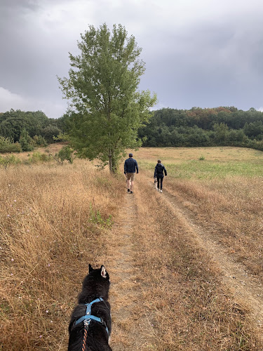 Cani-Rando dans le Lauragais — Issel
