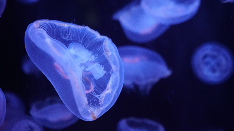Aquarium de Paris — Anniversaire enfant — Paris