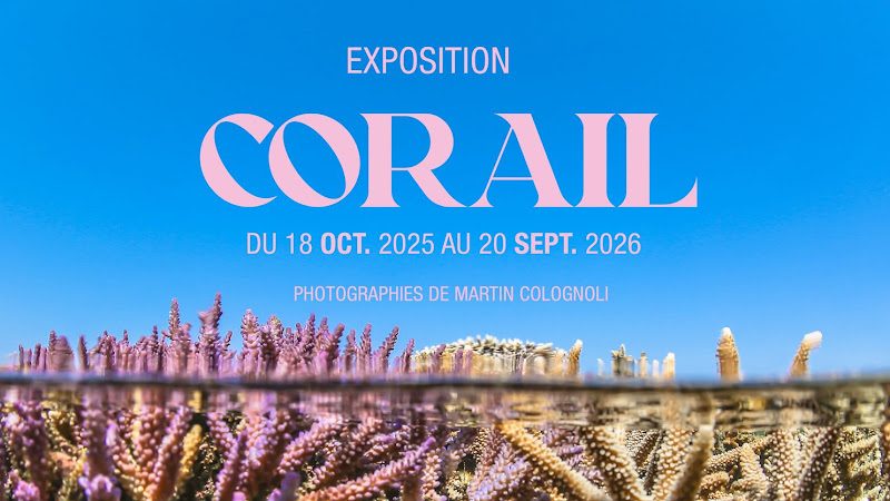 Muséum d'Histoire naturelle de La Rochelle - 10 000 objets sur 5 niveaux — La Rochelle
