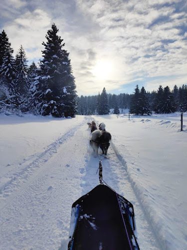La vallée des laïkas - Chiens de traîneau - La Pesse