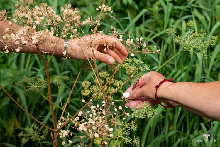 Serpe et Chaudron - balades botaniques et plantes sauvages dans le Doubs — Cueillette sauvage & balades botaniques — Fontaine-lès-Clerval
