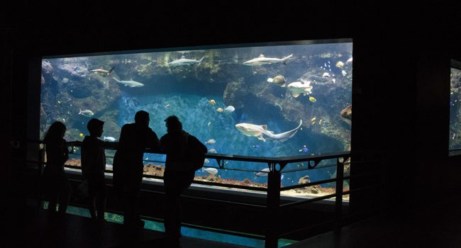 Aquarium de Lyon — Visiter un Aquarium — La Mulatière