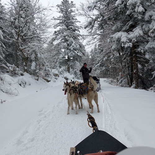 Randogs Super Besse — Cani-Rando — Besse-et-Saint-Anastaise
