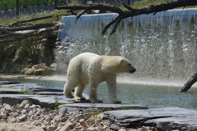CERZA Parc des Safaris — Visite d'un Zoo / Parc zoologique — Hermival-les-Vaux