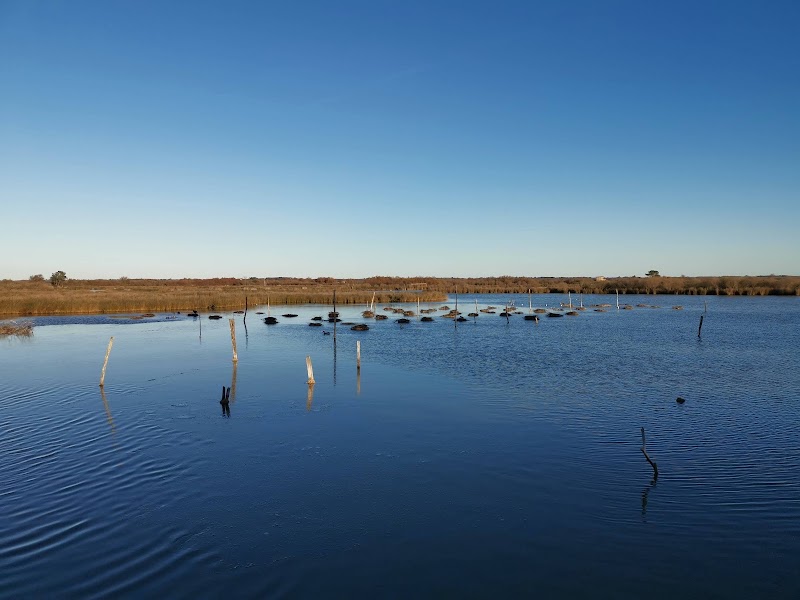 Canoë sur La Leyre