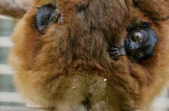 Zoo de La Palmyre — Visite d'un Zoo / Parc zoologique — Les Mathes