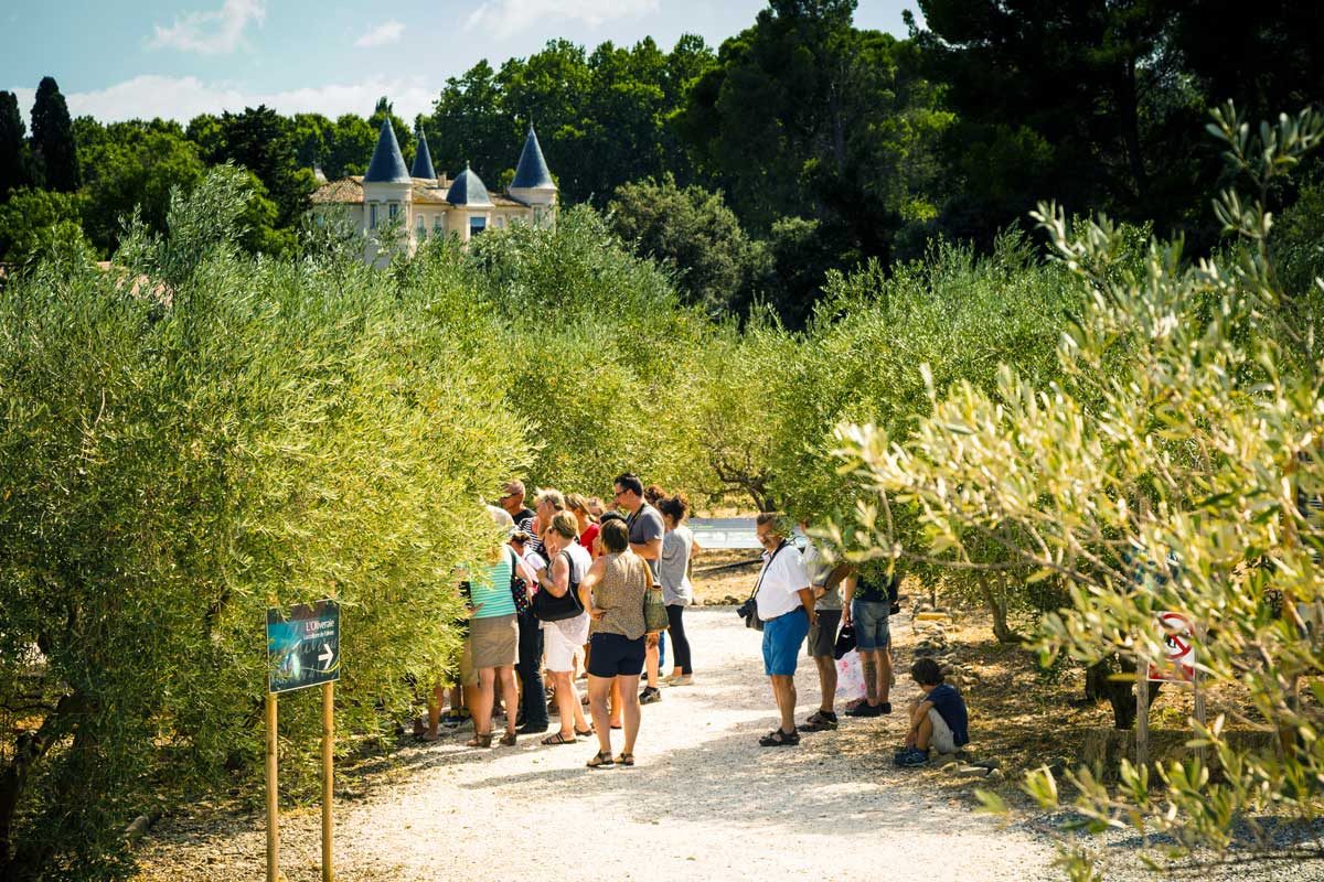 L’Oulibo — de la Lucques AOP à l’huile d’olive, visite du moulin et dégustation — Visite de fabrique gourmande & spécialités du terroir — Bize-Minervois