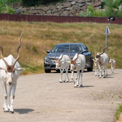 Wow Safari Peaugres — Visite d'un Zoo / Parc zoologique — Peaugres