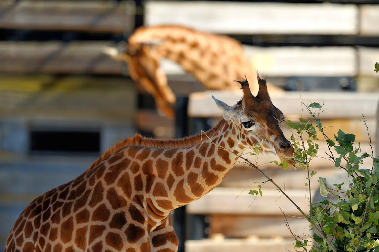 Parc zoologique de Paris — Visite d'un Zoo / Parc zoologique — Paris