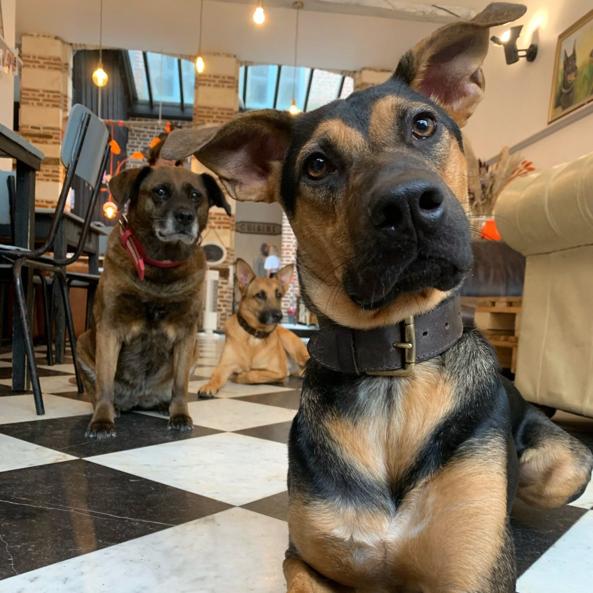 Le Waf — Cafés à Animaux (chats, chiens...) — Lille