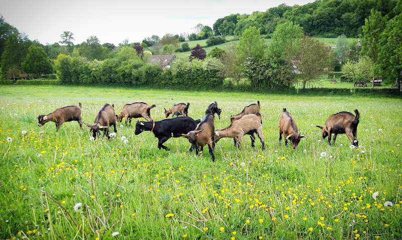 Chèvrerie de la Planquette — transhumance, traite et dégustation à Fressin — Fressin