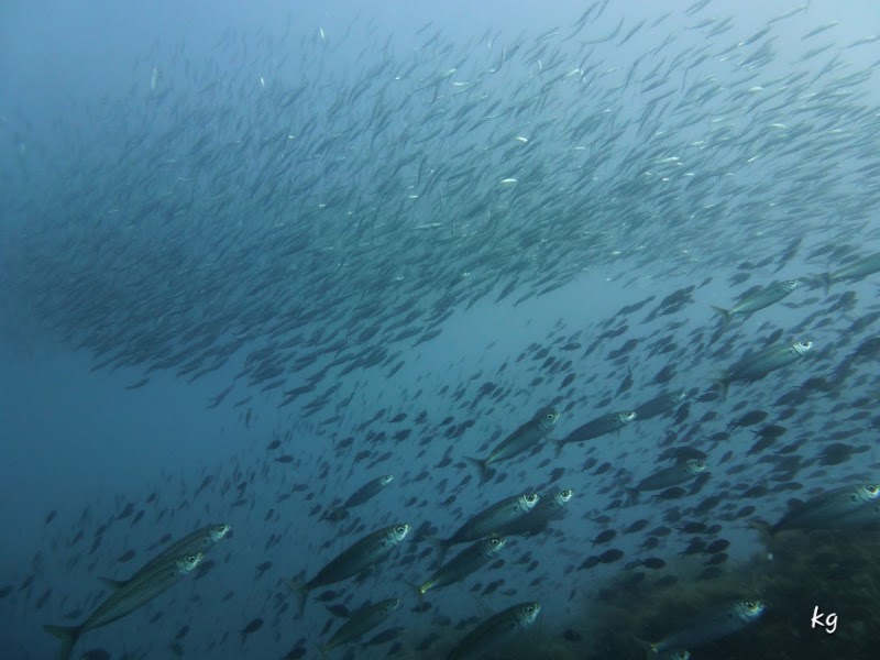 Agathonis Plongée Agay - snorkeling entre Cap Roux, Dramont et île d’Or — Randonnée palmée & snorkeling — Saint-Raphaël
