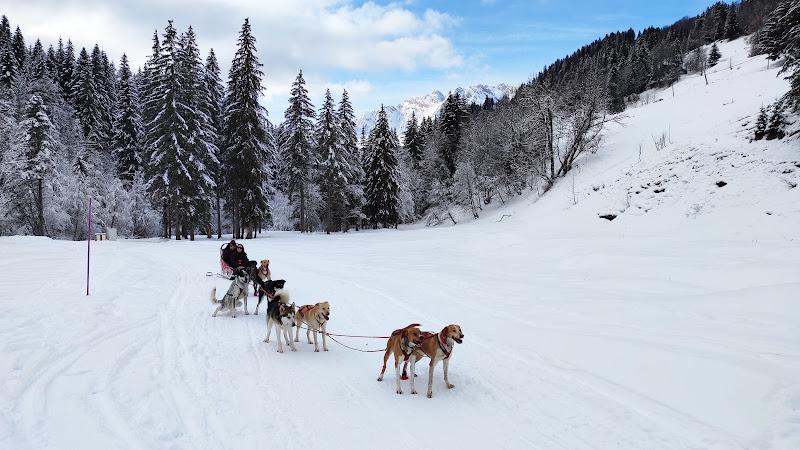 Chiens de traîneaux - Benjamin GROSDAILLON — La Giettaz