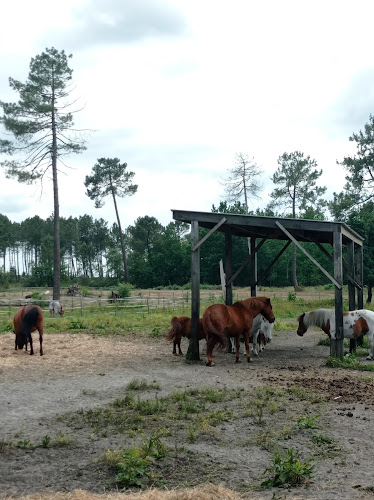 Les Écuries du Lac d'Hostens — Balade à cheval — Hostens