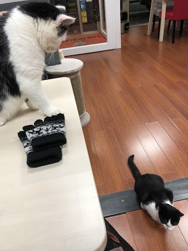 Le chat fait des délices | Salon de thé Valenciennes