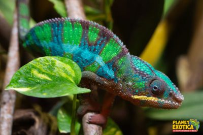 Planet Exotica — Visite d'un Zoo / Parc zoologique — Royan
