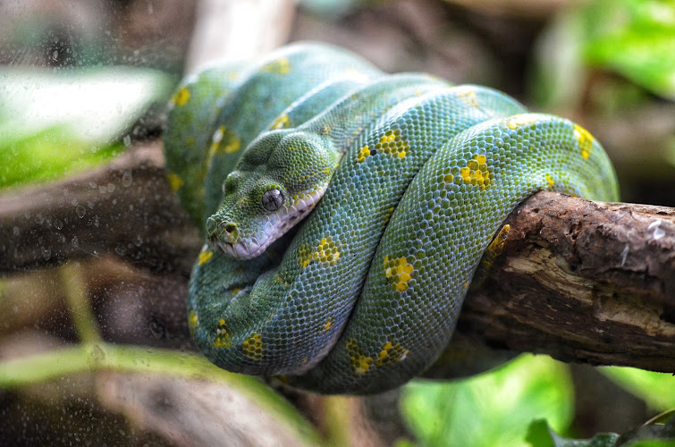 Micro Zoo Saint-Malo — Visite d'un Zoo / Parc zoologique — Saint-Malo