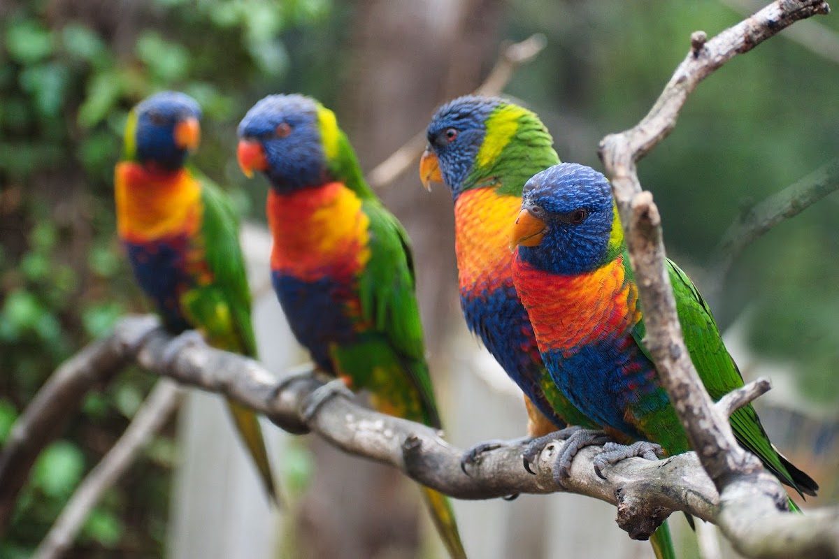 Parc des Oiseaux