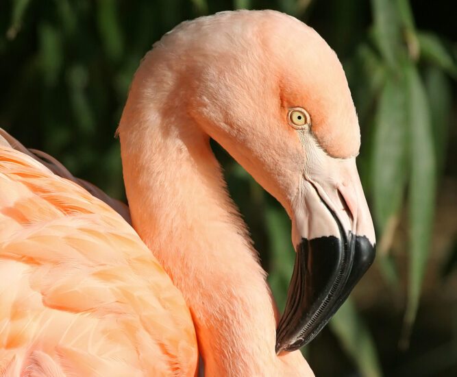Parc des Oiseaux — Visite d'un Zoo / Parc zoologique — Villars-les-Dombes