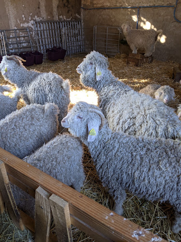 La Ferme des P'tits Bergers -Laine mohair & mouton - Loiret & Essonne