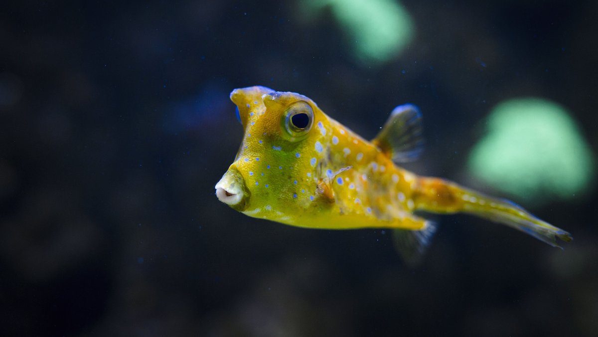Muséum-Aquarium de Nancy — Visiter un Aquarium — Nancy