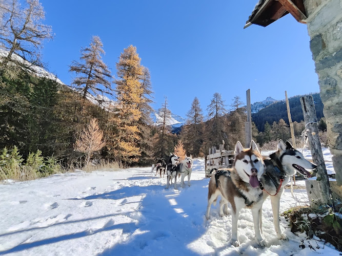 Nunatak Chiens de Traîneau Hautes-Alpes — Cani-Rando — Crots