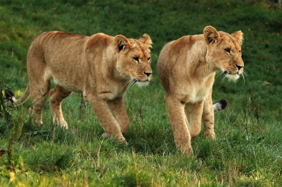 CERZA Parc des Safaris