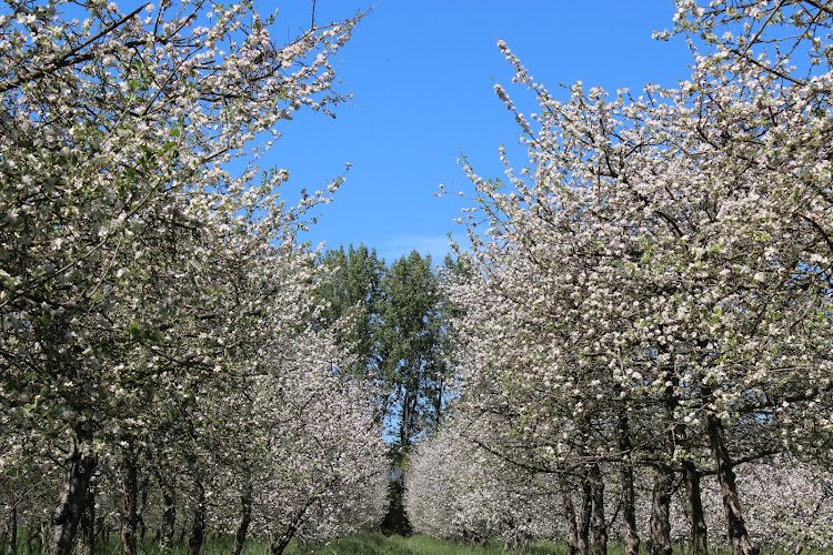 Les Vergers de Kermao - visite de cidrerie à Gouesnach — Visite de cidrerie & dégustation de cidre — Gouesnach