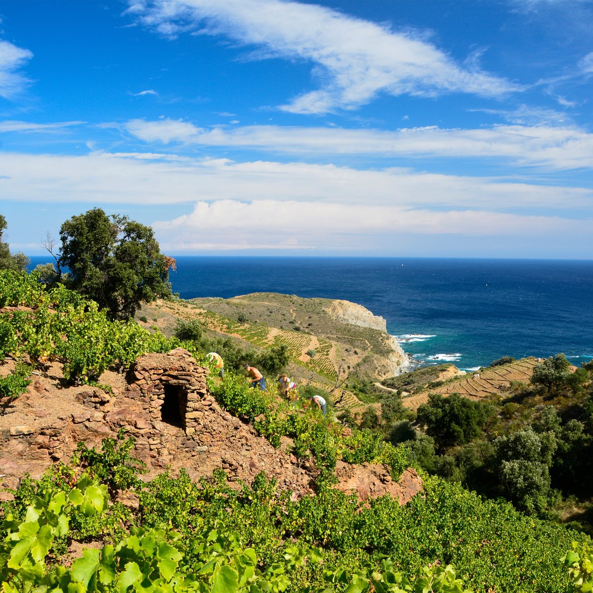 Terres des Templiers - Grande Cave — Découverte des terroirs et vignobles & dégustations — Banyuls-sur-Mer