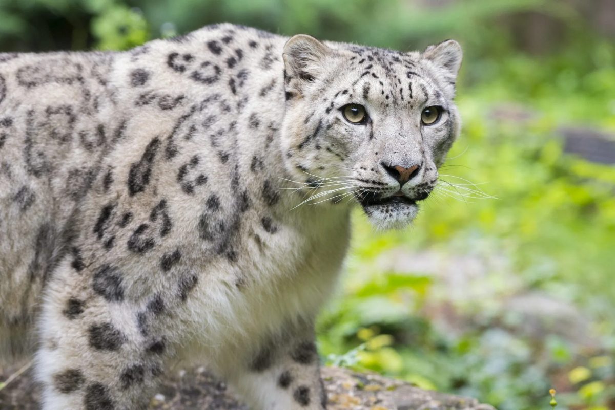 Zoo d'Amnéville