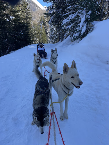 Trott Husky — Chiens de traîneau — Villarodin-Bourget