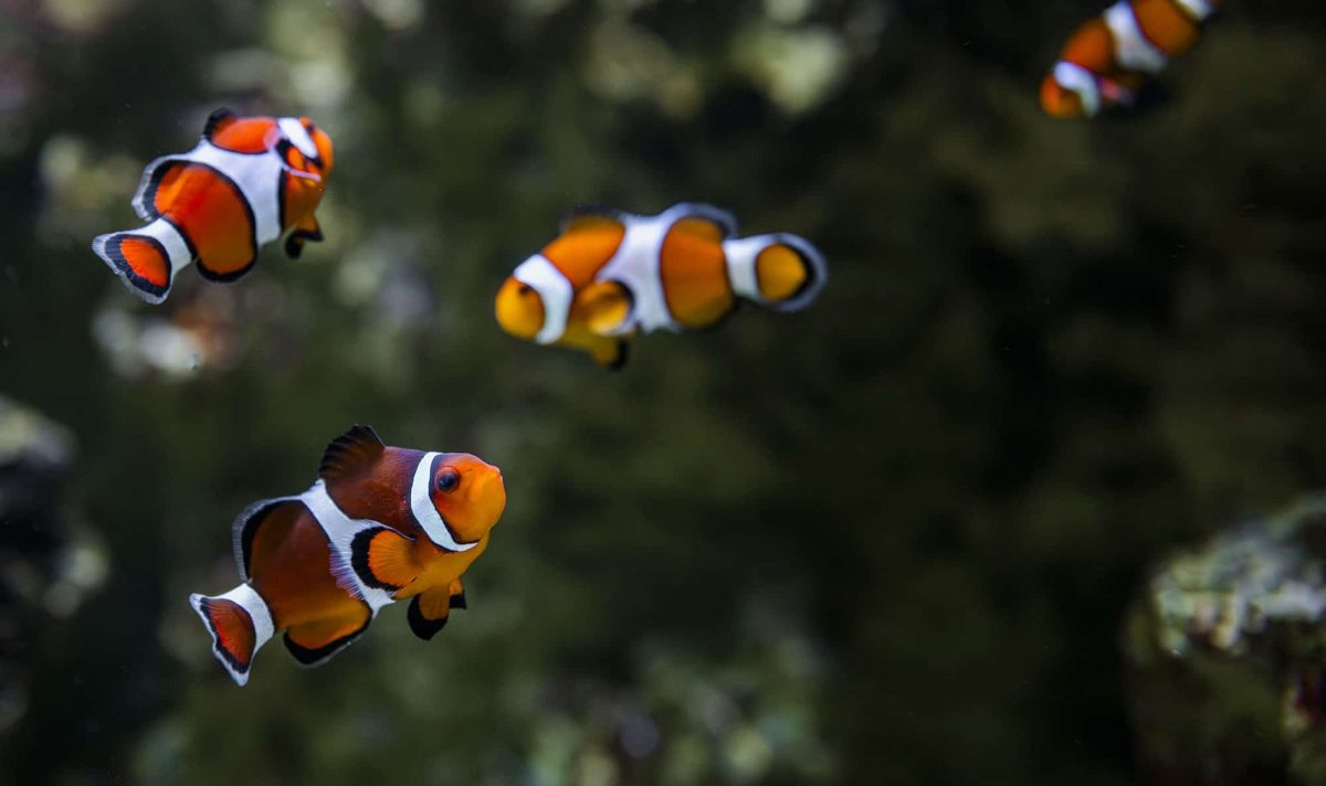 Aquarium de Vendée — Visiter un Aquarium — Talmont-Saint-Hilaire