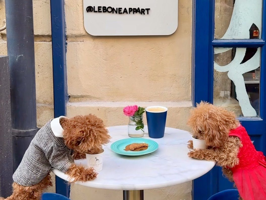Le Bone Appart — Cafés à Animaux (chats, chiens...) — Paris