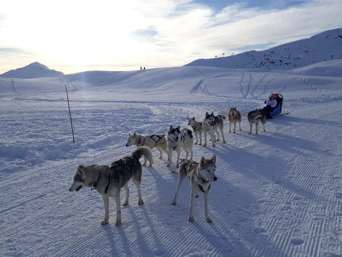 Travel Dog - Parc Nordique du Col de Manse — Cani-Rando — Saint-Laurent-du-Cros