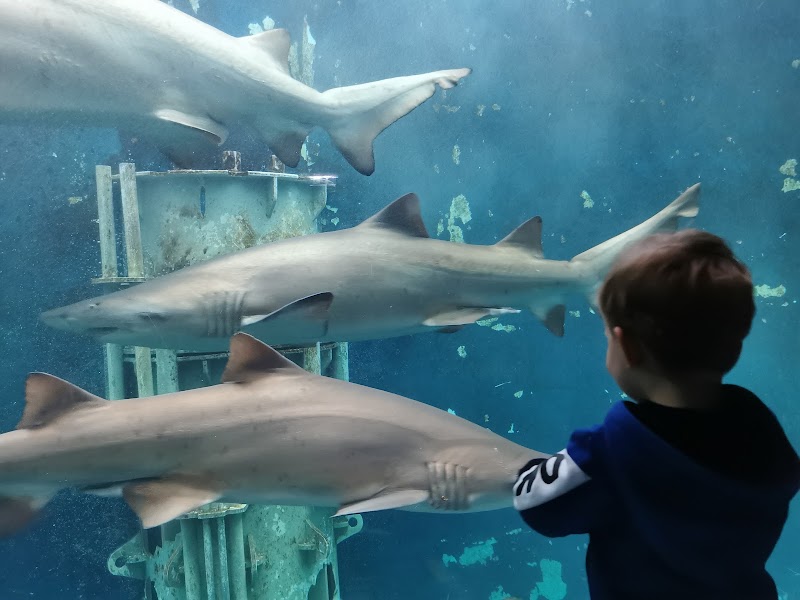 Grand Aquarium de Saint-Malo — Visiter un Aquarium — Saint-Malo