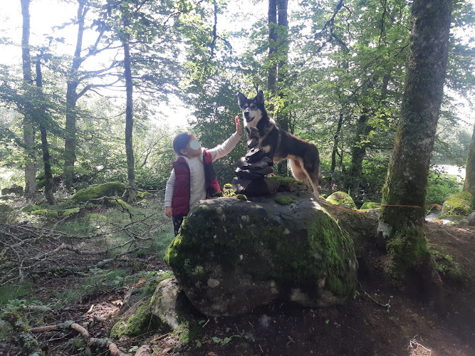 Chiens de Traîneau des Volcans — Picherande