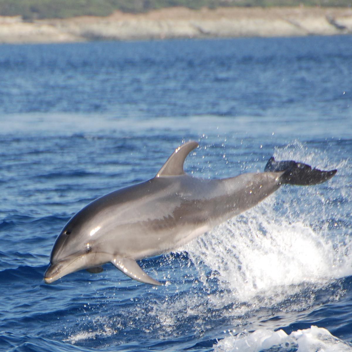 San Paulu - Bateau de Promenades en Mer - Sortie Dauphins - Pêche - Au Cap Corse — Rogliano
