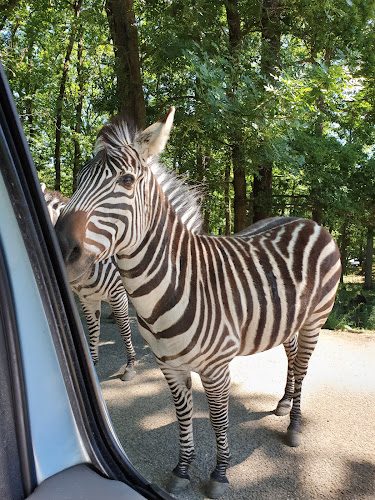 Wow Safari Peaugres — Peaugres